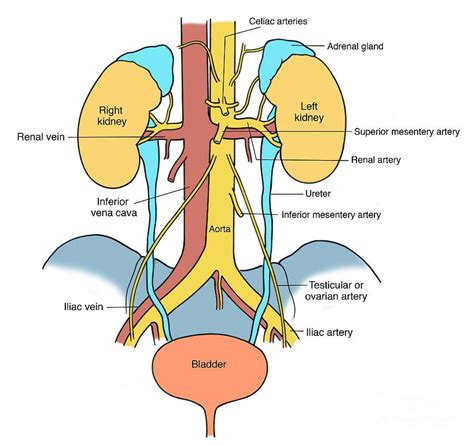 Urinary Review Of Systems Celiac Artery Sonography