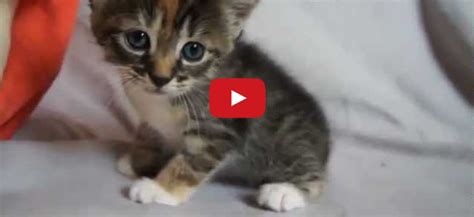 Omg This Kitten Has The Cutest Meow Ive Ever Heard