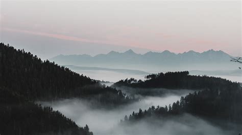 28 Mountains And Forest In Fog Wallpapers Wallpaperboat