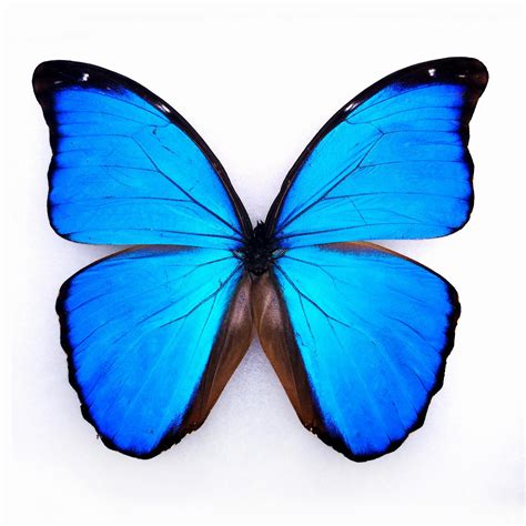 Blue Morpho Butterfly 15 Less Known Facts 2023
