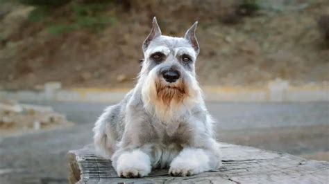 Miniature Schnauzer Cropped Ears The Ultimate Guideline
