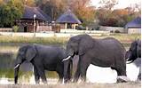 Pictures of Safari Park In South Africa
