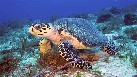 Hawksbill Turtle Hawksbill Sea Turtle Eretmochelys Imbricata