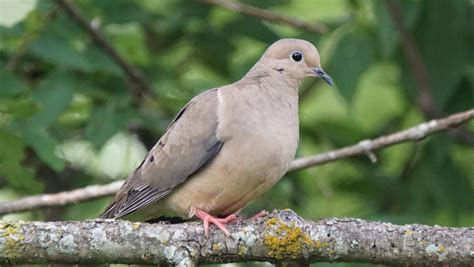 Bird Of The Month Mourning Dove