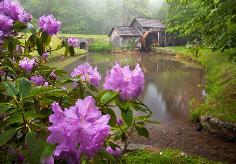 Enjoy These 5 Spring Blooms On The Blue Ridge Parkway