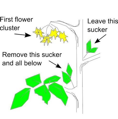 Tomato Pruning Diagram I Learn Something New Every Year