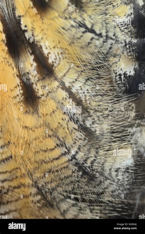 Eurasian Eagle Owl Feathers Stock Photo Alamy