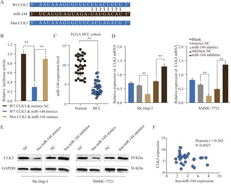 mir 144 negatively regulates clk3 expression by directly binding to download scientific diagram
