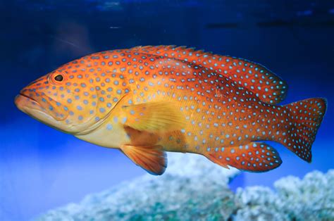 Miniatus Grouper Fish And Coral Store