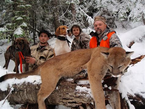 Montana Guided Cougar Hunts Montana Hunting Outfitter