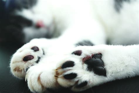 Conoce Los Secretos De Las Patas De Tu Gato