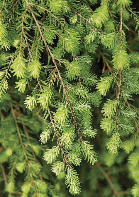 18 Of The Best Conifers To Plant In Your Yard In 2021 Plants Hedges
