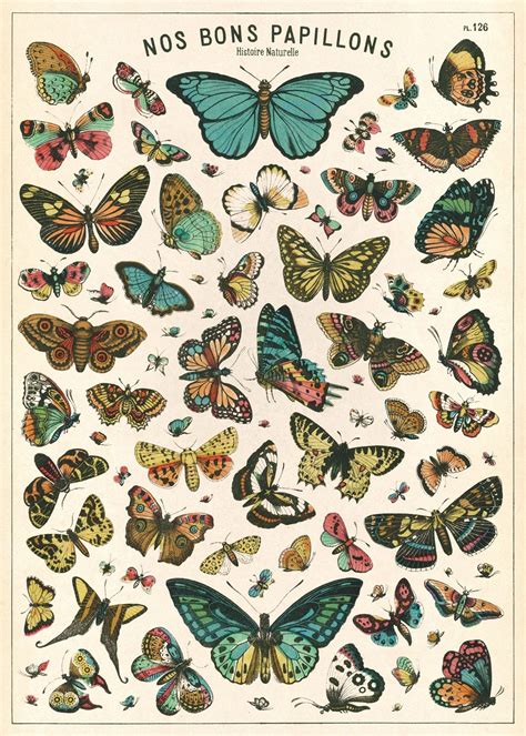 Cavallini And Co Butterfly Chart Decorative Paper Sheet Butterfly
