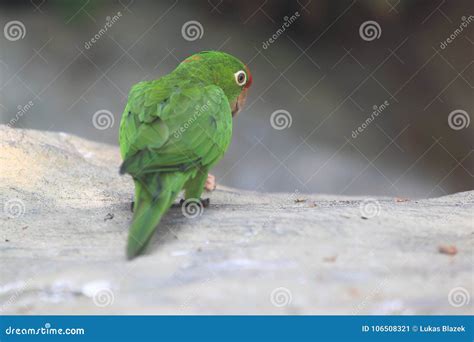 Crimson Fronted Parakeet Stock Image Image Of Adult 106508321