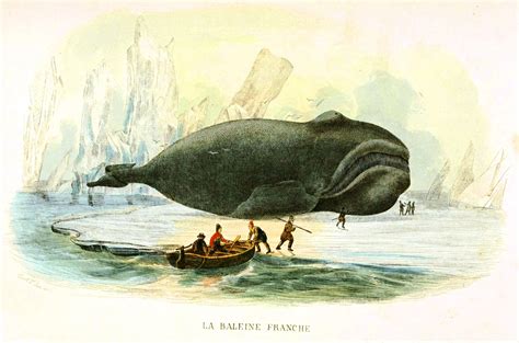 Beached Whale Vintage Color Print French Sea Animals Sea Mammal