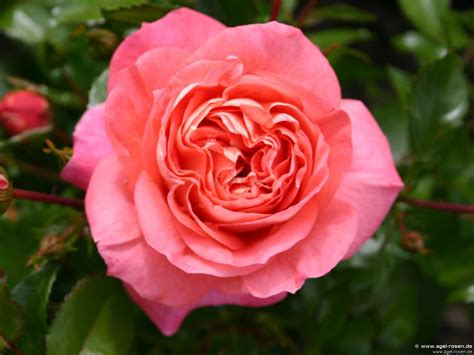 Buy Sommersonne ® Floribunda Rose Agel Rosen