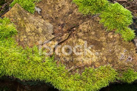 Old Moss Covered Tree Stump In The Forest Stock Photo Royalty Free