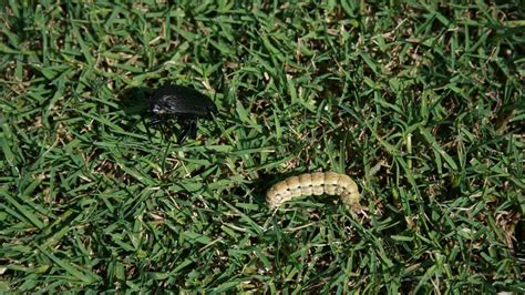 Insect Management In Your Bermuda Grass Garden Batang Tabon