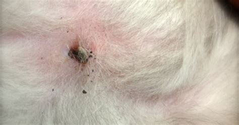 Are your cat's spots completely bald or do they have hair? 10 Tips regarding ticks in dogs & cats | Companion Animal ...