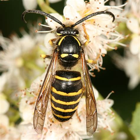 Types Of Insects Aerial Yellowjacket