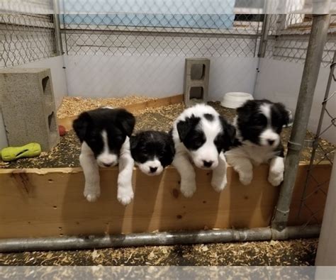 You can read our guide to spotting a. View Ad: Border Collie Litter of Puppies for Sale near Oregon, LA GRANDE, USA. ADN-199025