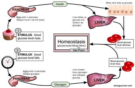 6biopinos Homeostasis And Osmoregulation