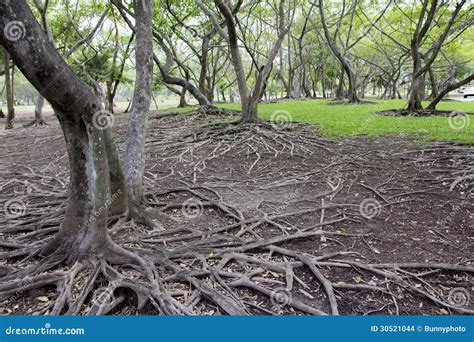 Beautiful Tree Root Stock Photo Image Of Reticulation 30521044