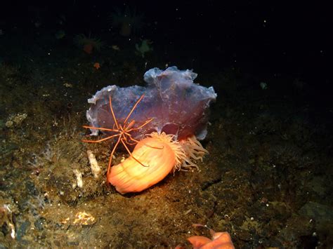 Antarctic Photo Library Photo Details Anemoneseaspiderjelly