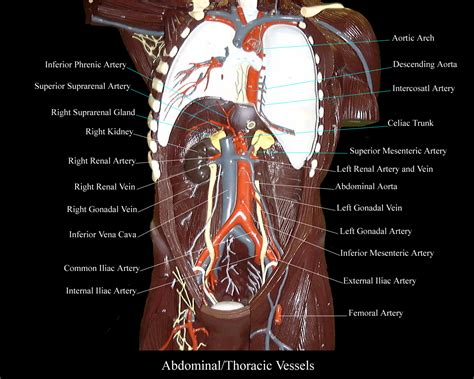 Torso Model Anatomy Labeled Human Torso D Model Turbosquid