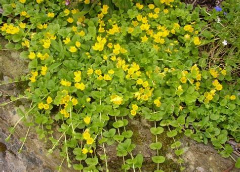 Beautiful Ground Cover For Landscapes Creeping Jenny