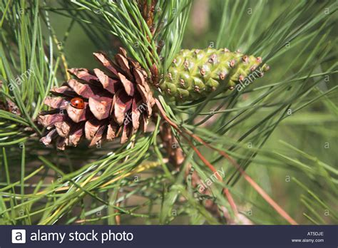 The male cones are very small and only last for a couple of weeks on the tree. Pine cone growing on Scots pine tree Stock Photo: 9261805 ...