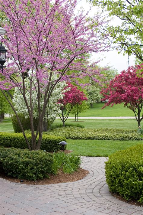 Top 10 Dwarf Ornamental Trees For The Landscape