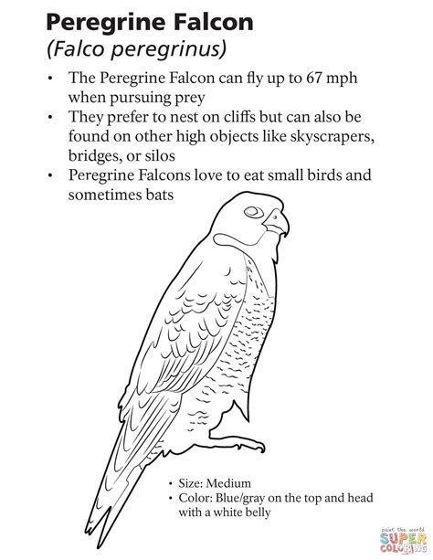 Peregrine Falcon Falco Peregrinus Coloring Page Free Printable