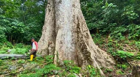 Betahita Pohon Terbesar Di Dunia Ada Di Sumbar Berumur Tahun