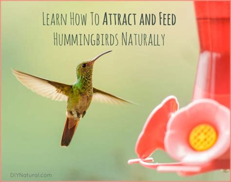 Place the feeder where you can easily observe hummingbirds from a distance, such as from the kitchen table. Hummingbird Food Recipe and How To Attract Hummingbirds