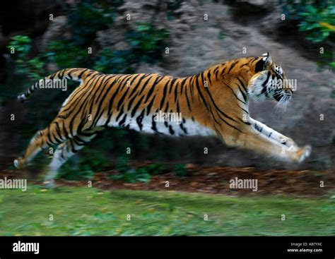 Sumatran Tiger Panthera Tigris Sumatrae Running Stock Photo 7318507
