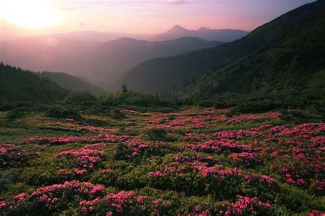 That's an easy walk, or super short trolley ride, to all the attractions and fun food of gatlinburg. Creekside in Gatlinburg w/ 4 BR (Sleeps10)