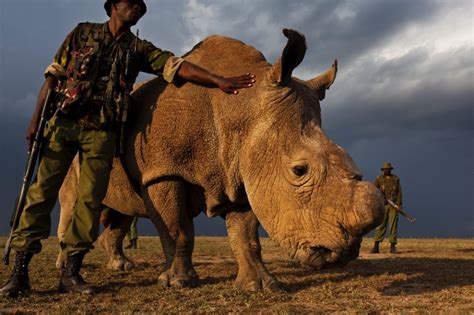 Rangers Protecting Last White Rhinos Blown Away By Online Support Ctv News