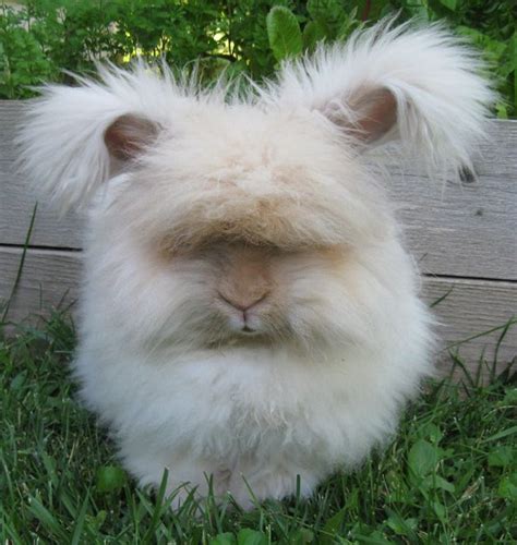 English Angora Rabbit Breed Information And Pictures