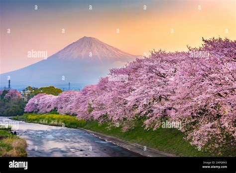 Mt Fuji Japan Spring Landscape And River With Cherry Blossoms Stock