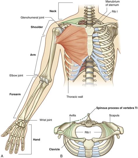 Joints Of The Upper Limb Anatomy Movement Ligament In