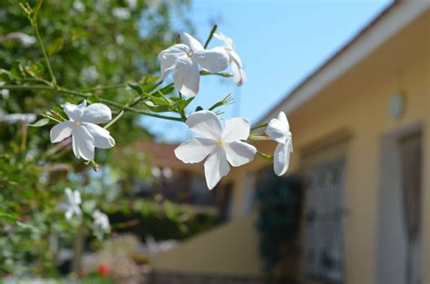 Plantas Trepadoras Para Tu Terraza Plantesdecor