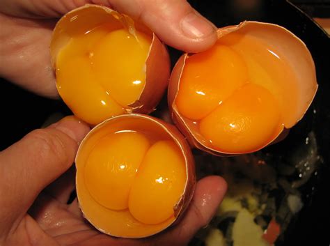 Egg Yolks In One Egg Facts About Chickens — Types Of Chicken