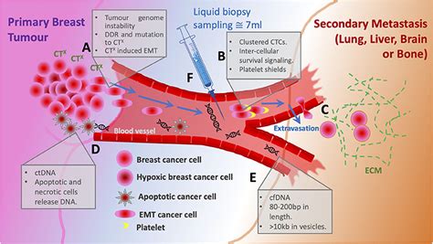 Frontiers Circulating Tumor Cells In Metastatic Breast Cancer From