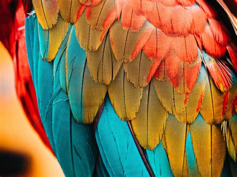 Wallpaper Colorful Feathers Parrot Birds Close Up Desktop Wallpaper