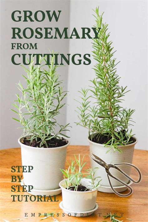 How To Grow Rosemary From Cuttings Indoors Or Outdoors