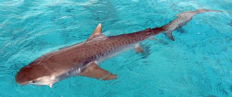 Wild Life Animal Tiger Sharks Are Intelligent Spotted Animals