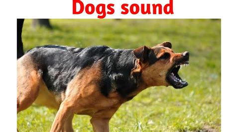 Dog Barking Sound Effect Different Sound Youtube