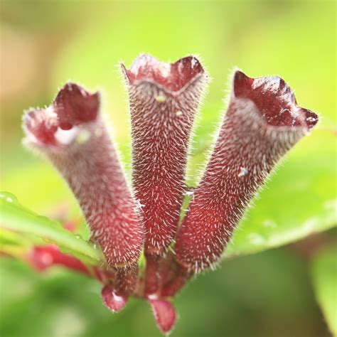 Shallow Focus Photo Of Red Flower At Daytime Plant Aeschynanthus Hd