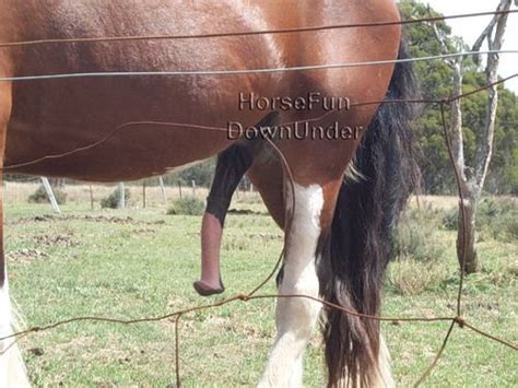 Found On Bing From Pinterestde Horses Stallion Animals